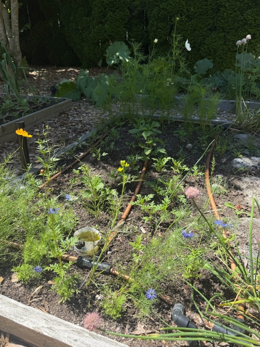1/2 inch drip irrigation lines