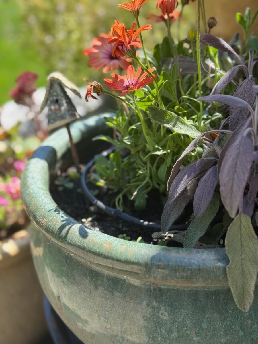 1/4” drip irrigation ring in a small pot